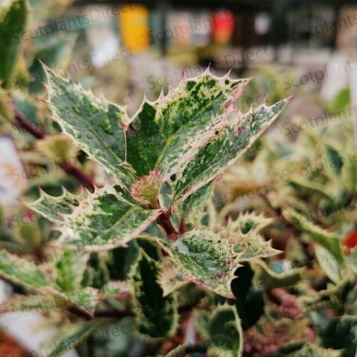 Ilex aquifolium ingramii Holly Evergreen | ScotPlants Direct